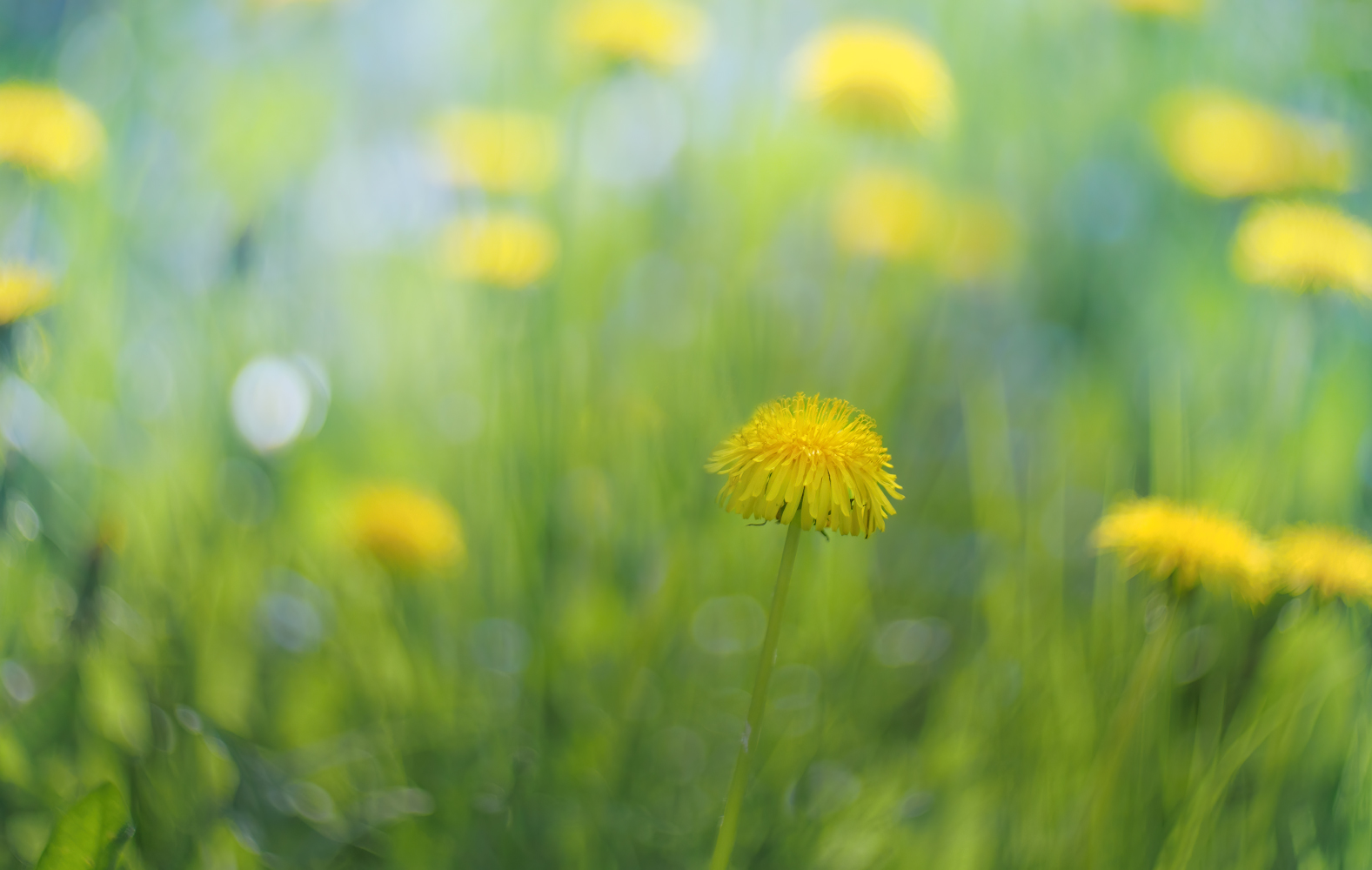 photo "***" tags: , 