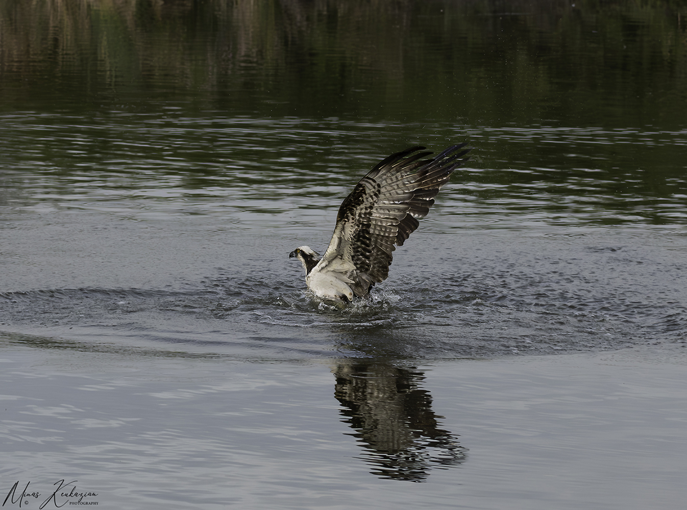 photo "Osprey trying to catch fish" tags: nature, travel, wild animals bird, wild animals bird fish lake