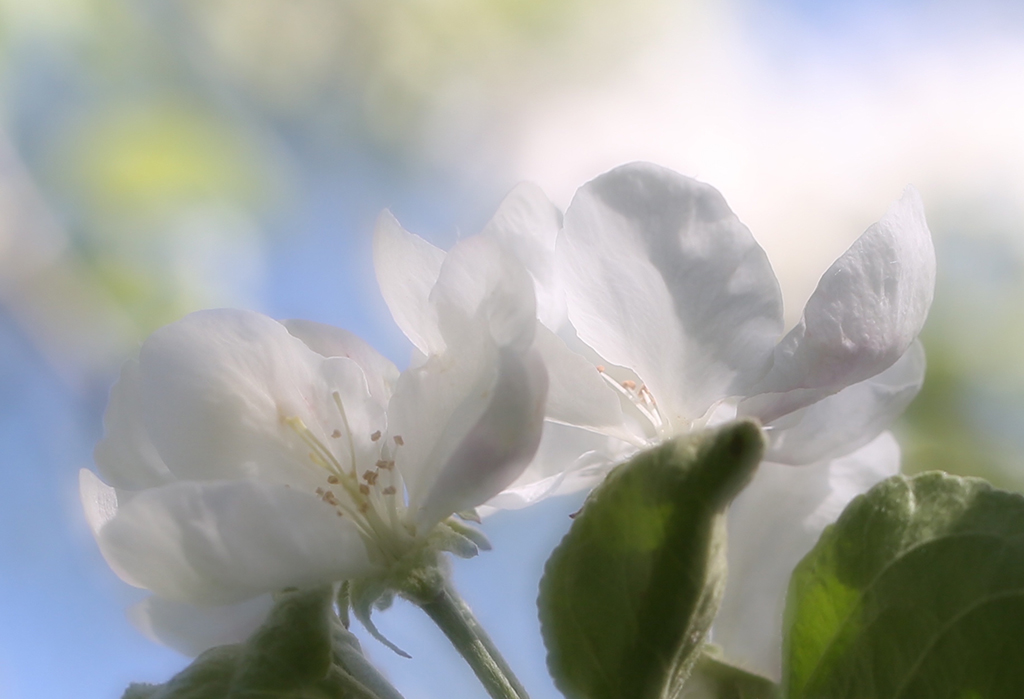 photo "***" tags: nature, macro and close-up, 