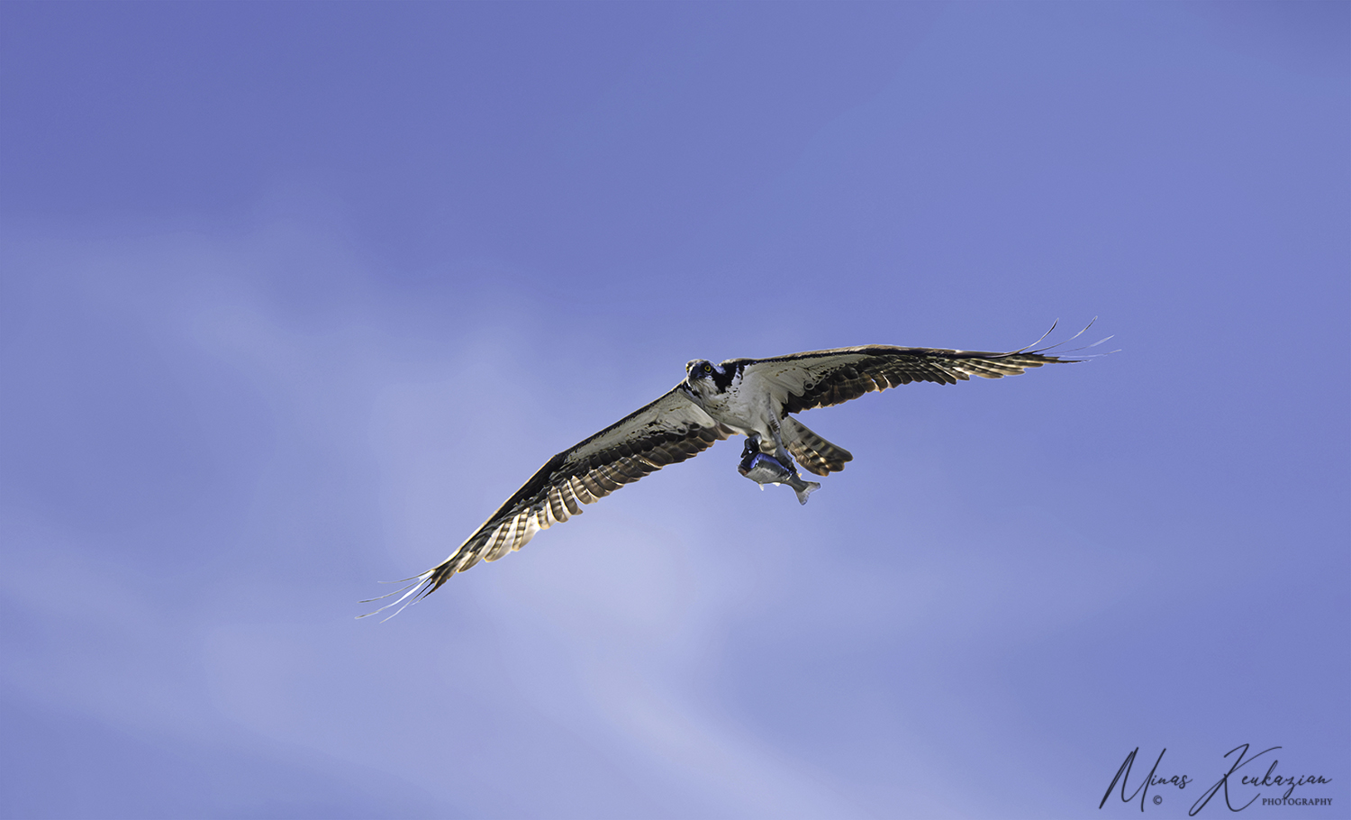 фото "Osprey trying to catch fish" метки: природа, стрит-фото, wild animals bird