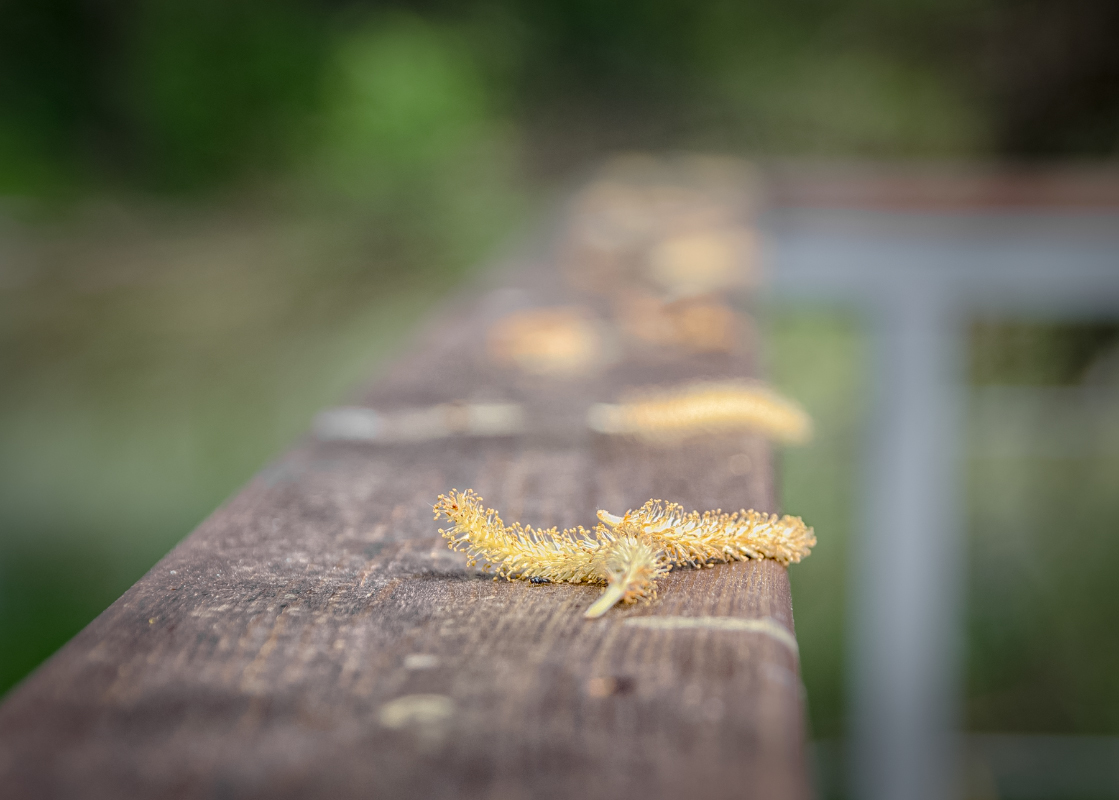 photo "***" tags: macro and close-up, 