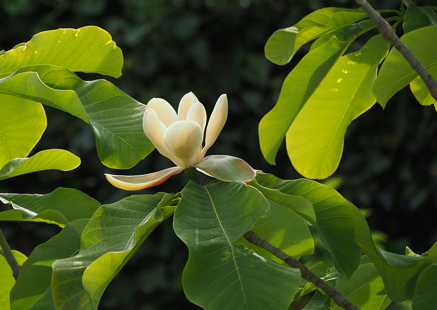 фото "Umbrella Magnolia" метки: природа, макро и крупный план, 