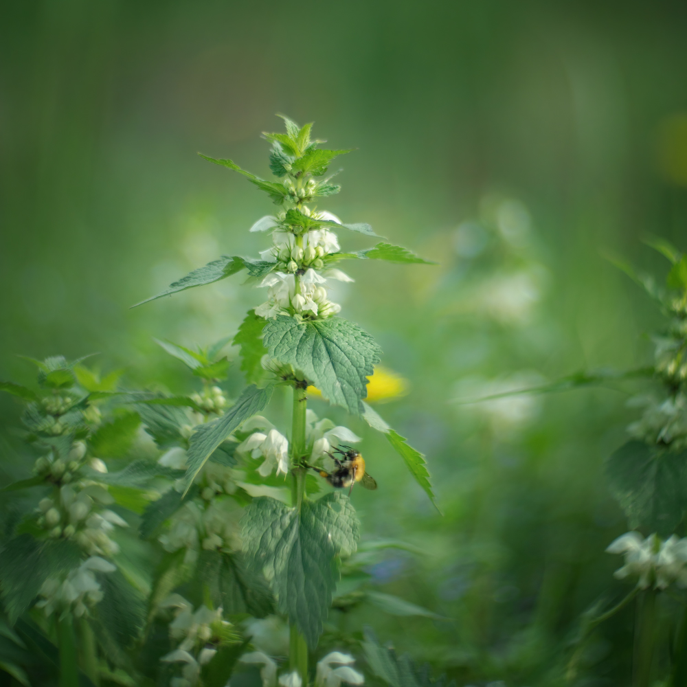 photo "***" tags: nature, macro and close-up, 