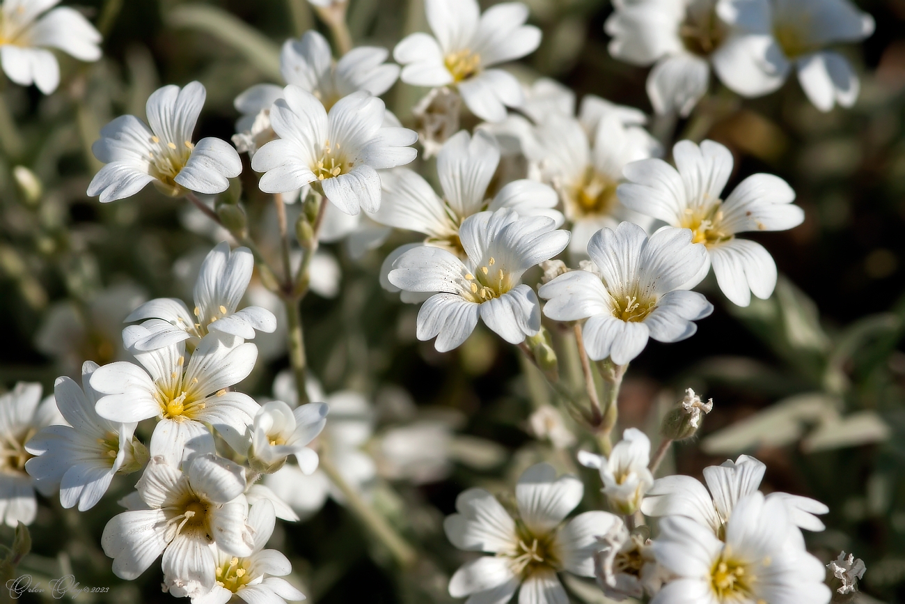 photo "***" tags: macro and close-up, flowers, summer, июнь