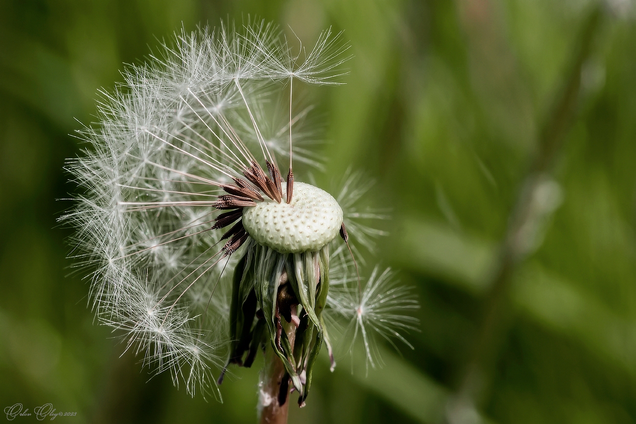 photo "***" tags: macro and close-up, flowers