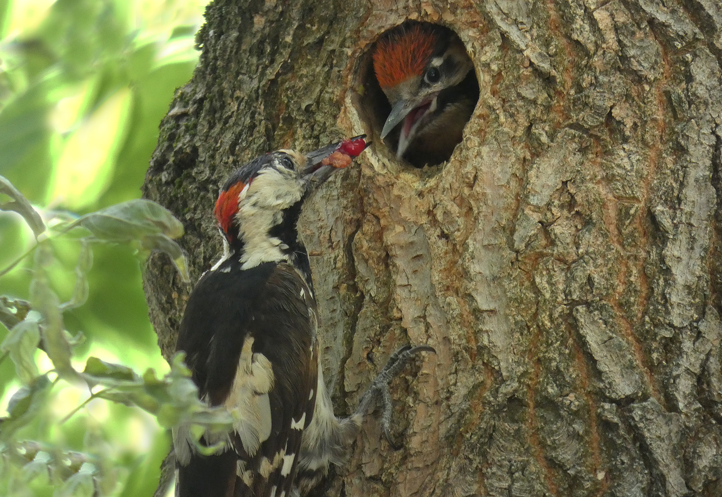 photo "***" tags: nature, wild animals