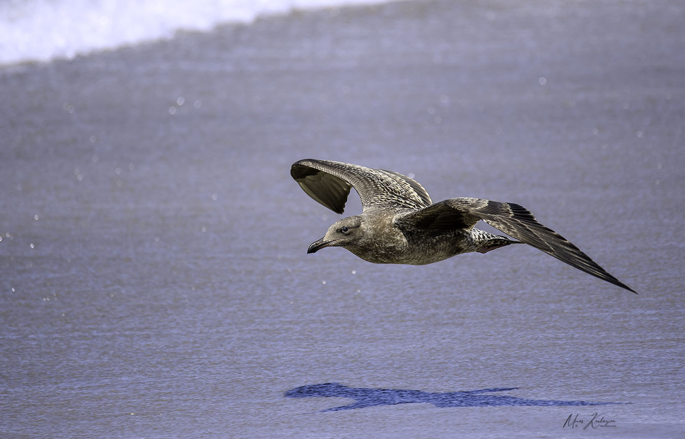 фото "Pomarine Jaeger" метки: природа, путешествия, wild animals bird