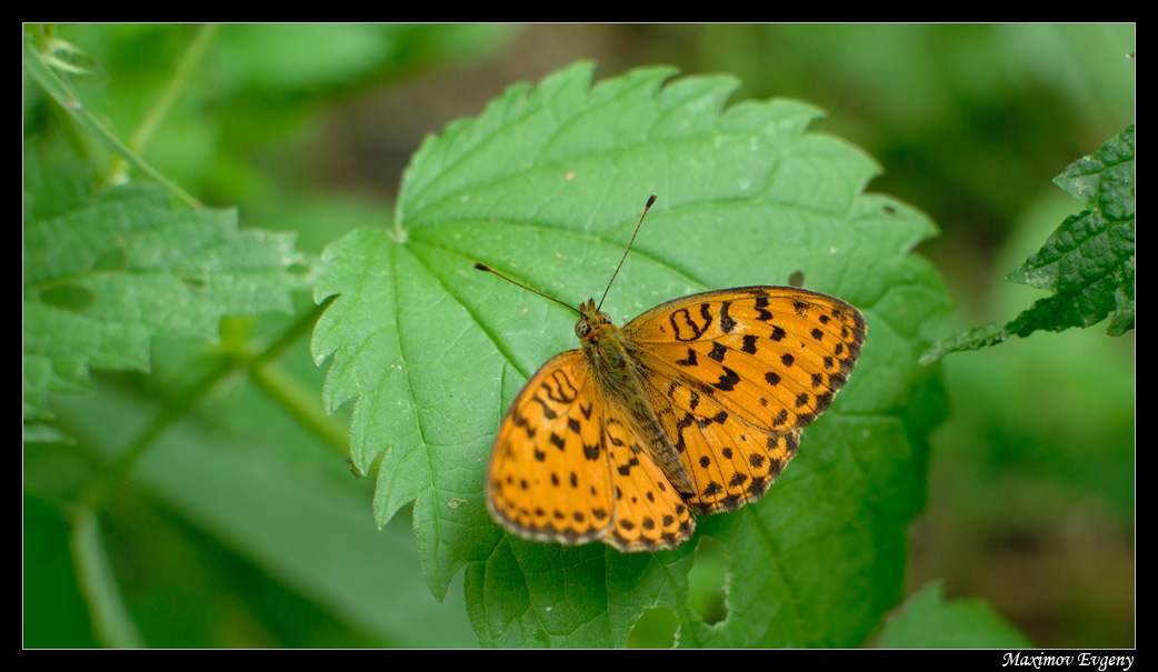 photo "***" tags: macro and close-up, 