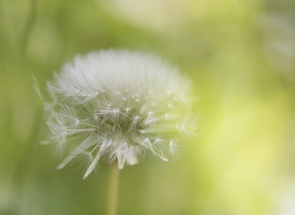 фото "dandelion season" метки: природа, макро и крупный план, 