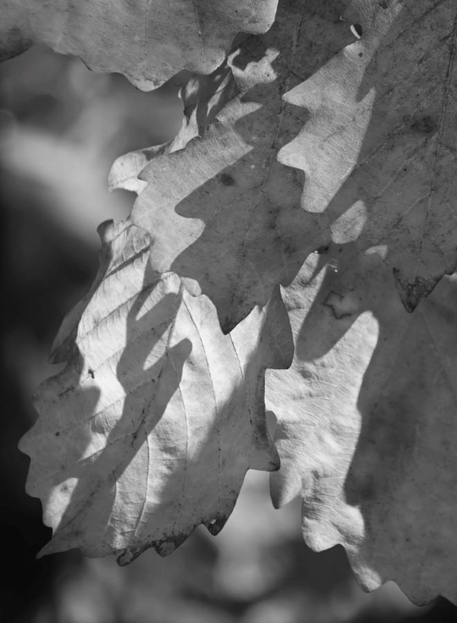 photo "***" tags: black&white, nature, 