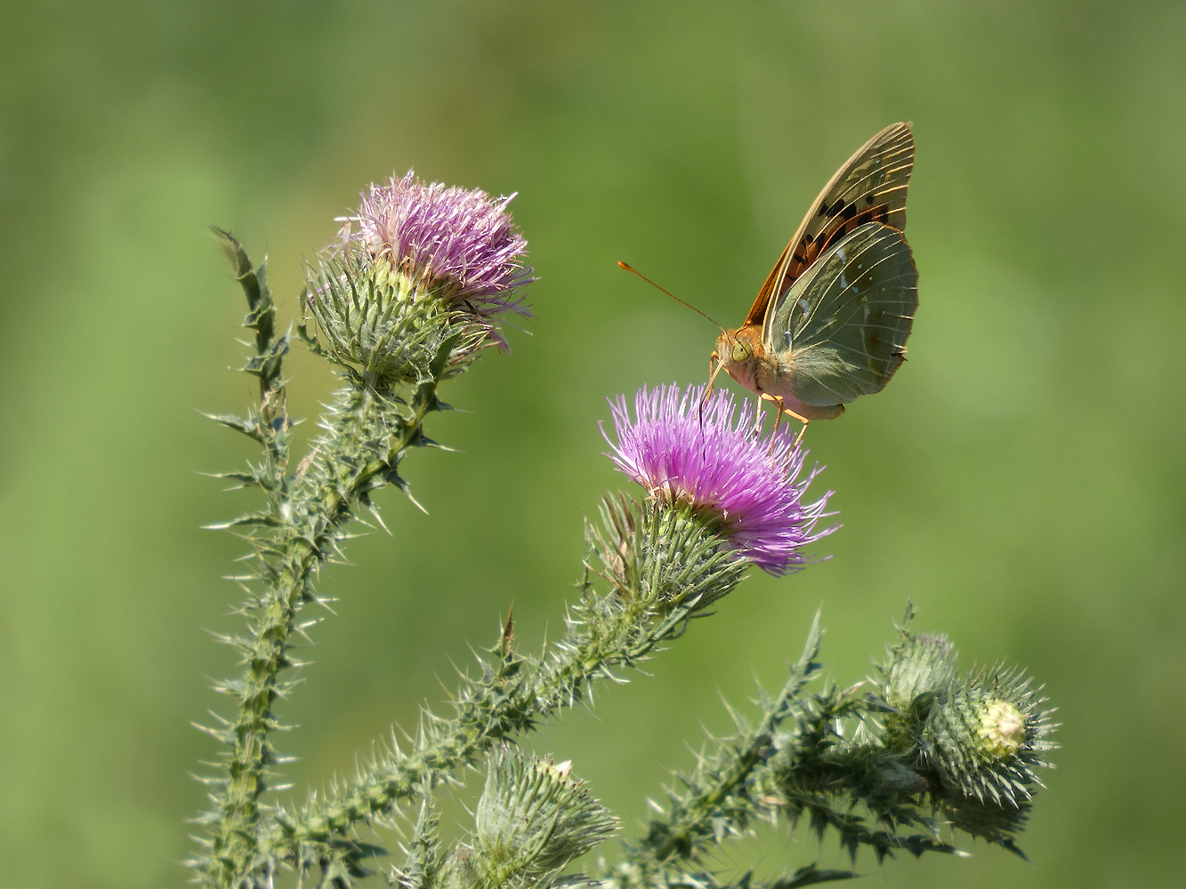 photo "***" tags: nature, insect