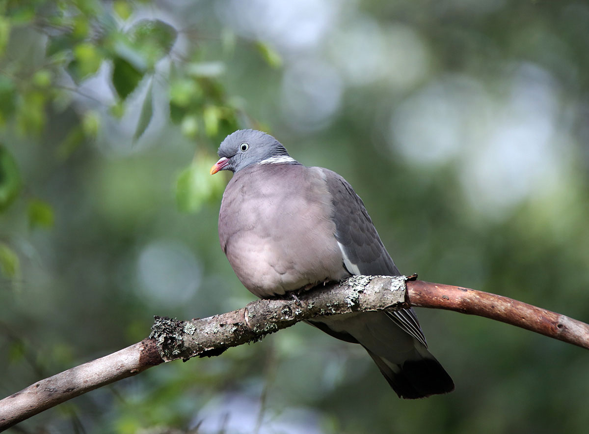 photo "***" tags: nature, 