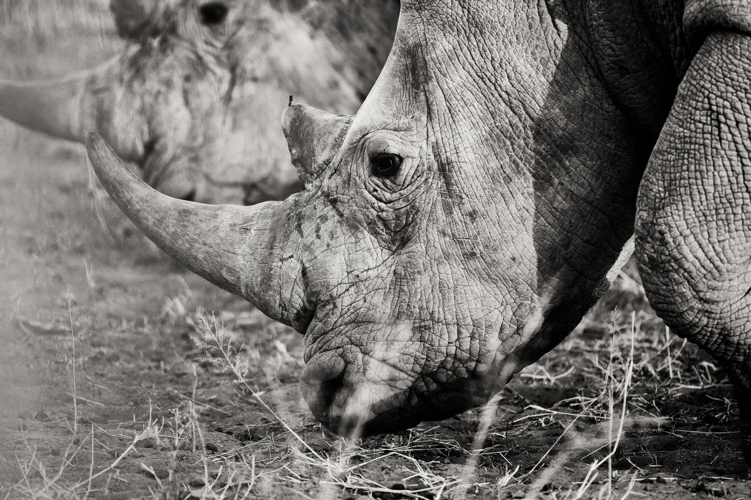 photo "***" tags: nature, black&white, Africa, wild animals