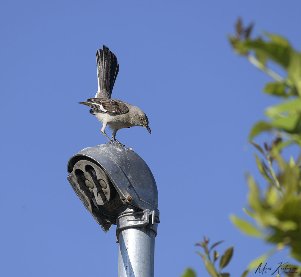 фото "Mockingbird" метки: природа, wild animals bird