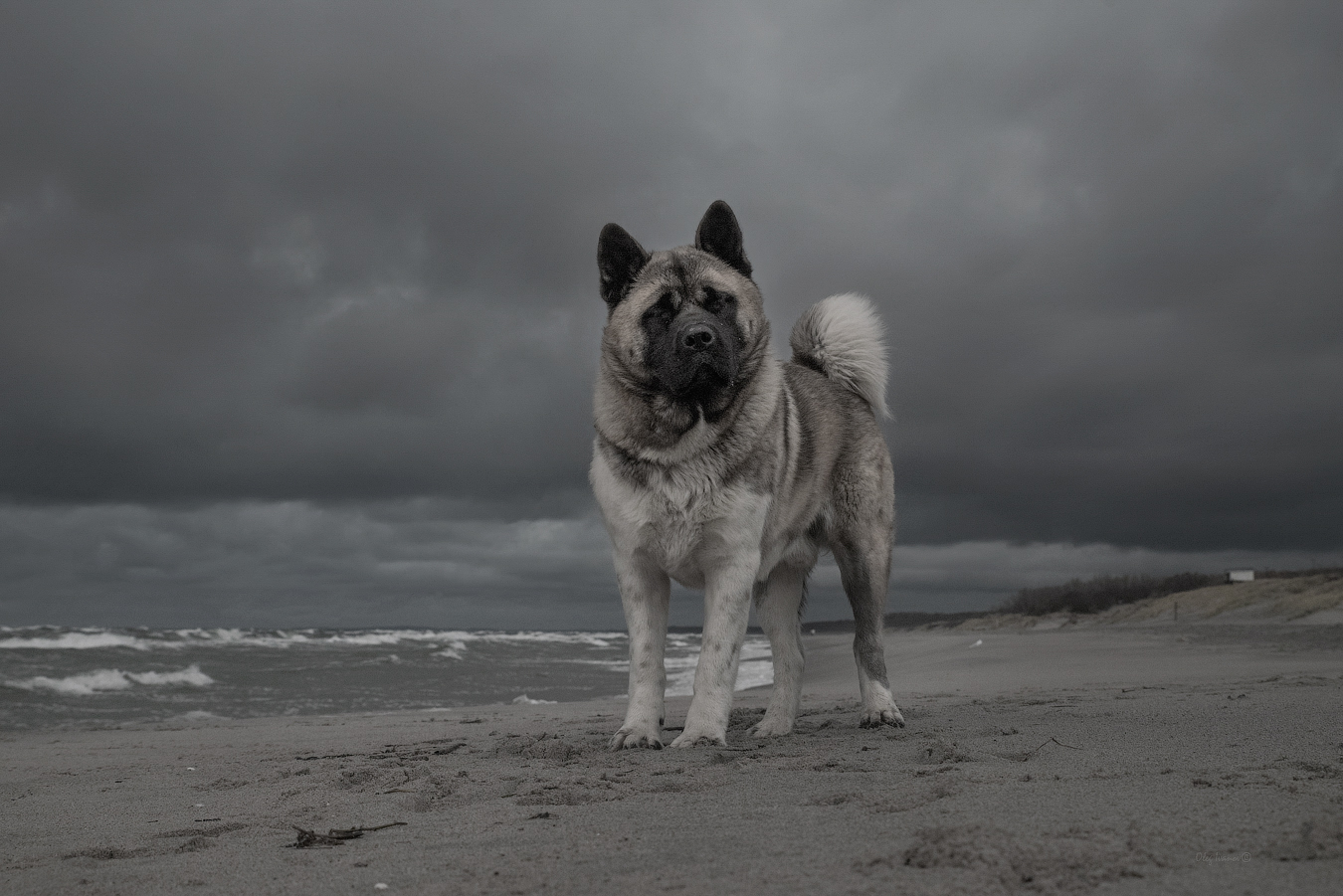 photo "***" tags: , Балтийское море, Балтика, Калининградская область, животные, собака