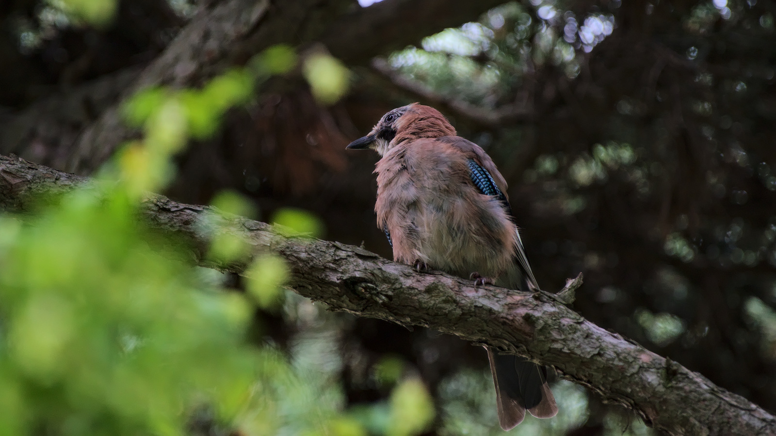 photo "***" tags: nature, portrait, 