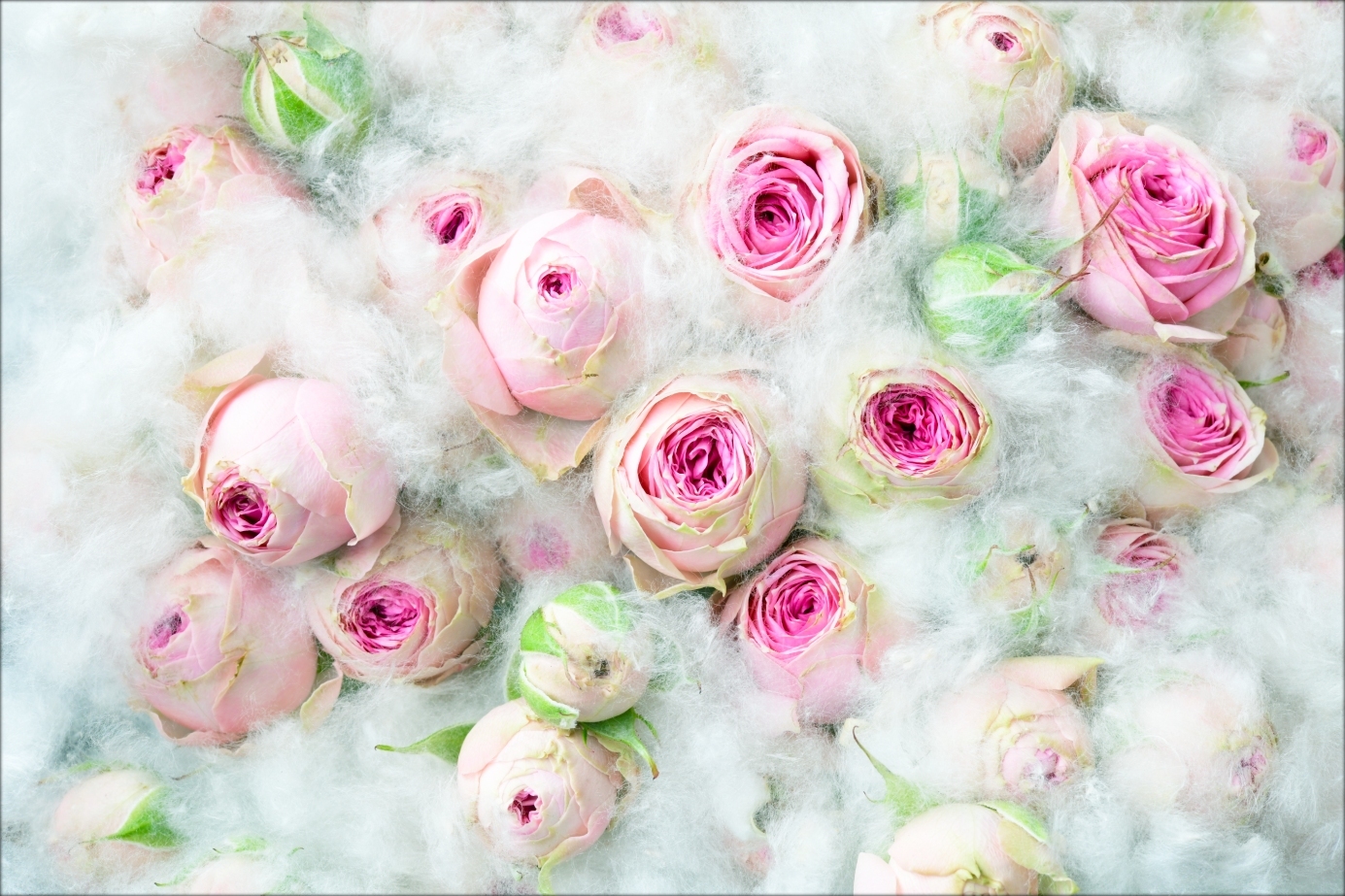 photo "***" tags: macro and close-up, summer, тополиный пух, чайные розы