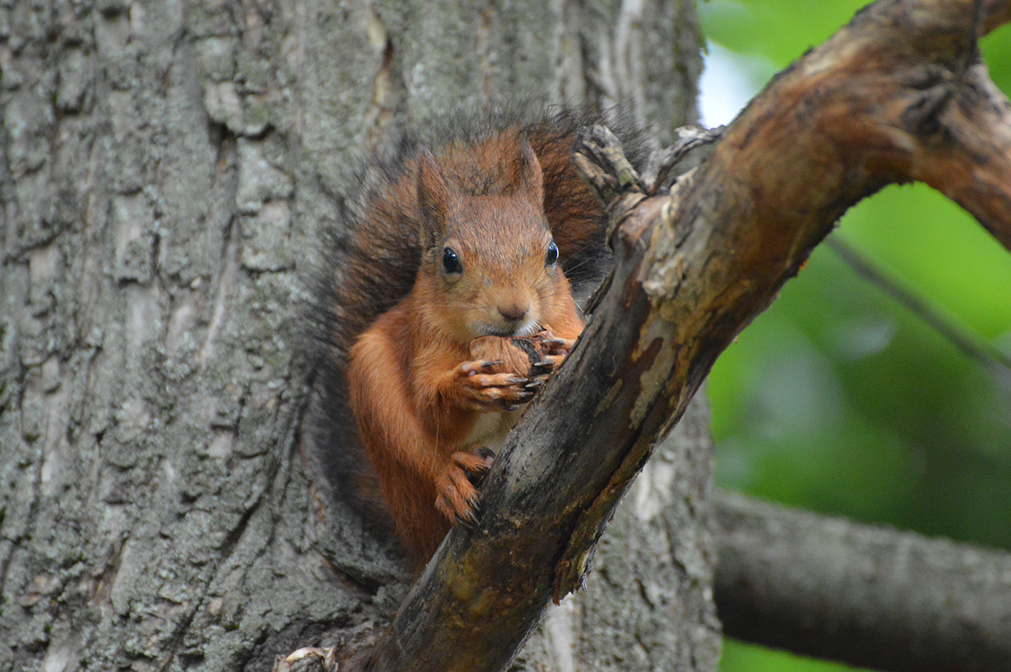 photo "***" tags: misc., nature, Moscow, park, squirrel, Царицыно, белки, животные