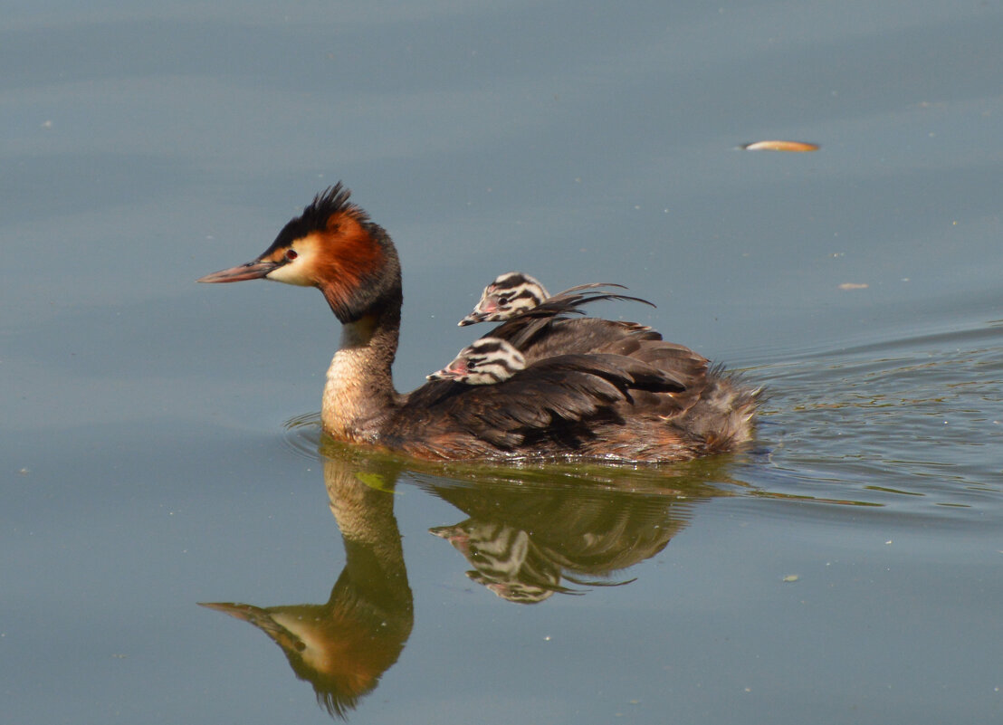 photo "***" tags: nature, misc., Moscow, park, pond, Царицыно, животные, птицы, чомга, чомги