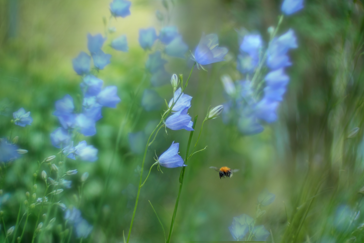 photo "***" tags: macro and close-up, nature, 