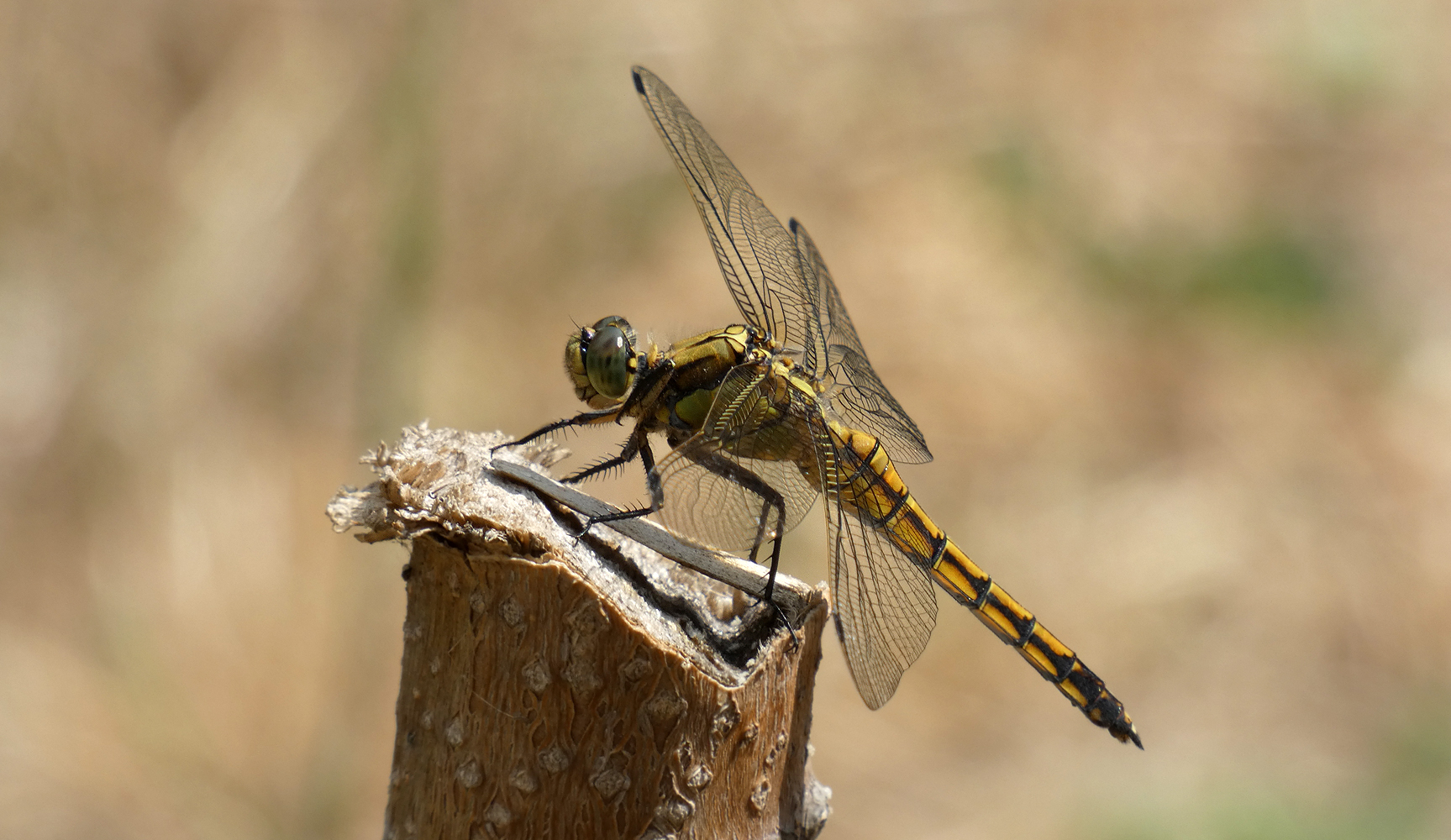 photo "***" tags: macro and close-up, insect