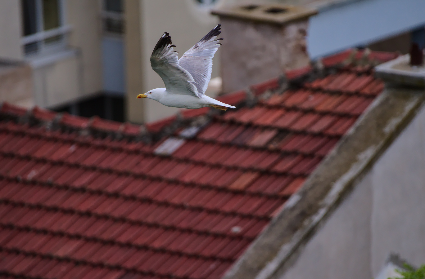 photo "***" tags: misc., 