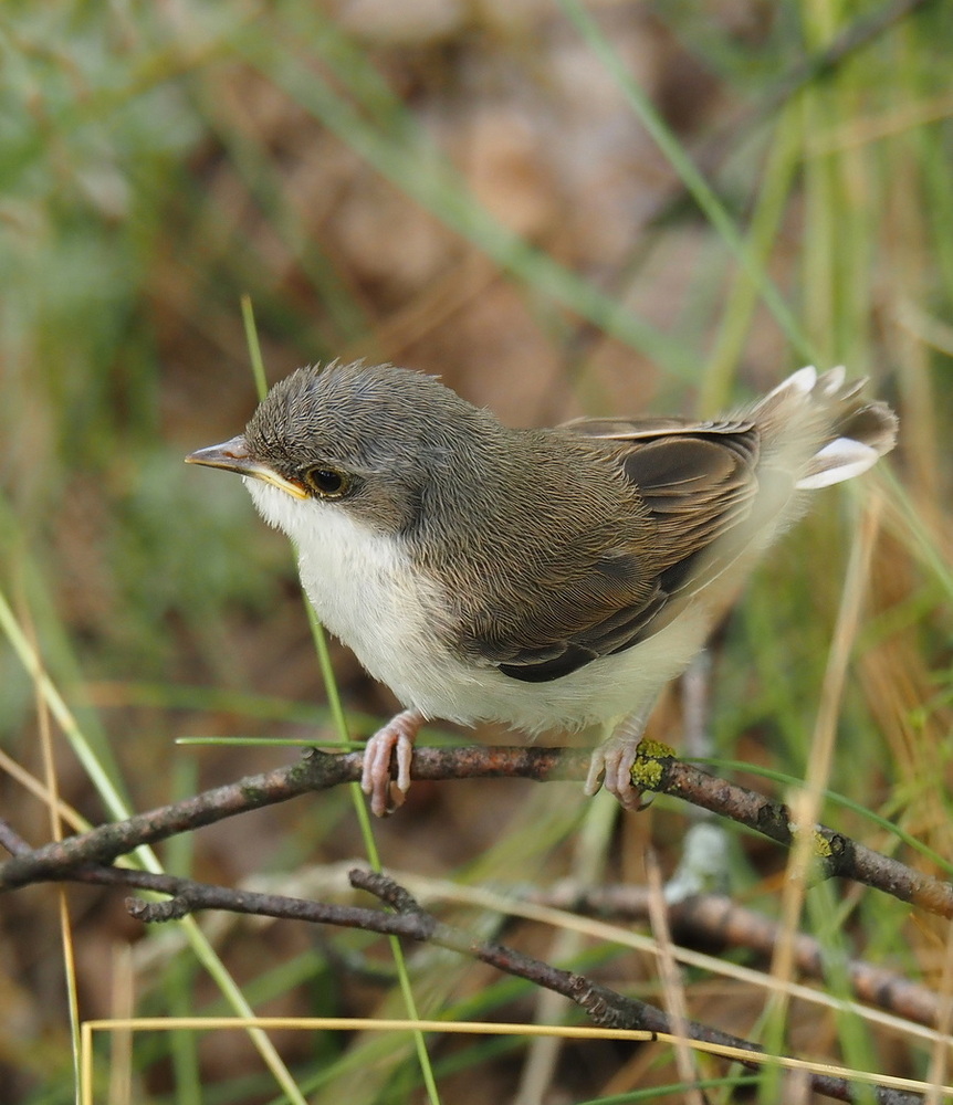 photo "***" tags: nature, bird, summer, птенец