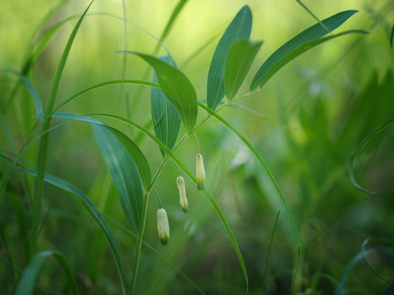 photo "***" tags: nature, macro and close-up, 