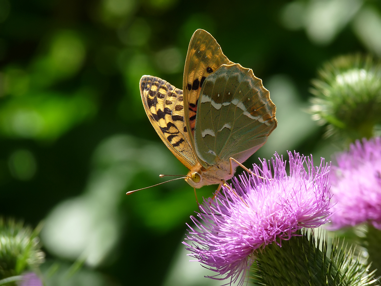 photo "***" tags: nature, macro and close-up, insect