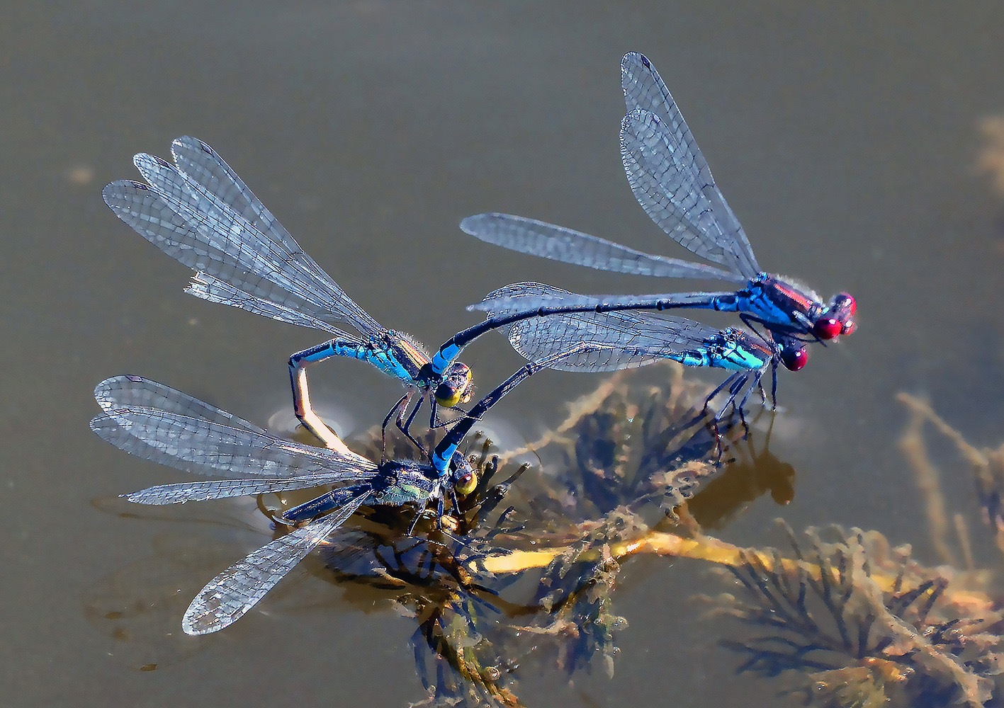 photo "***" tags: nature, summer, водоем, стрекоза