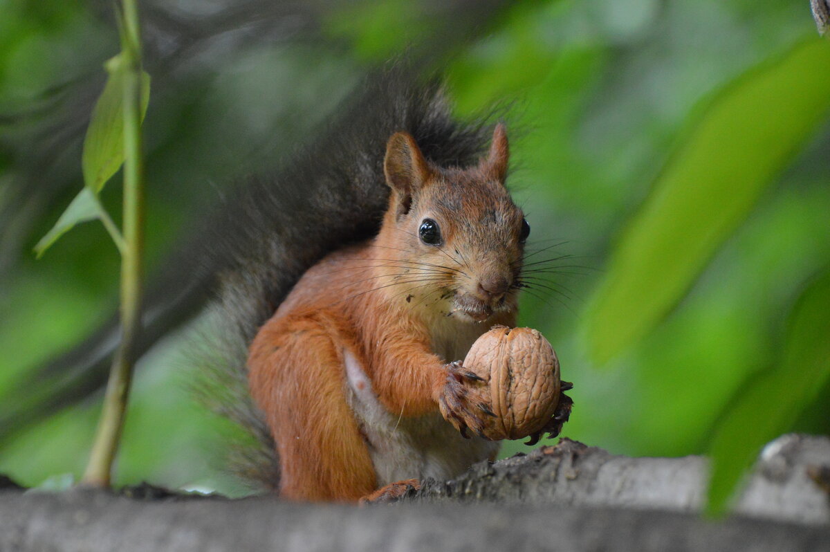 photo "***" tags: nature, misc., Moscow, squirrel, Царицыно, белки, животные