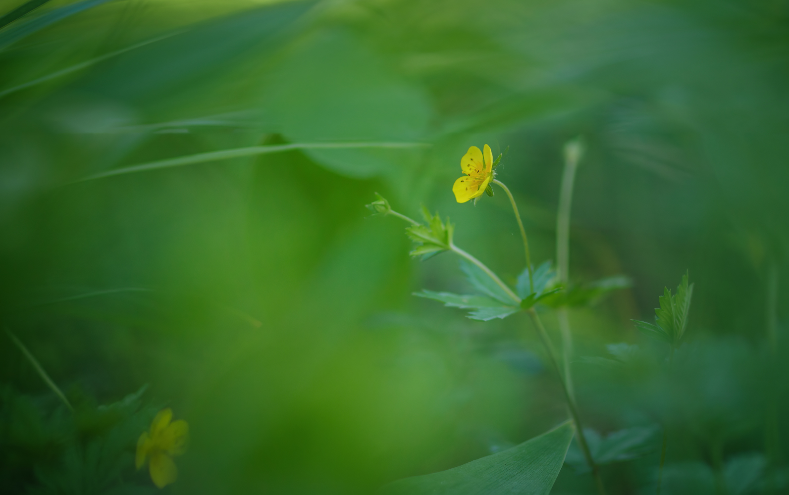 photo "***" tags: macro and close-up, 