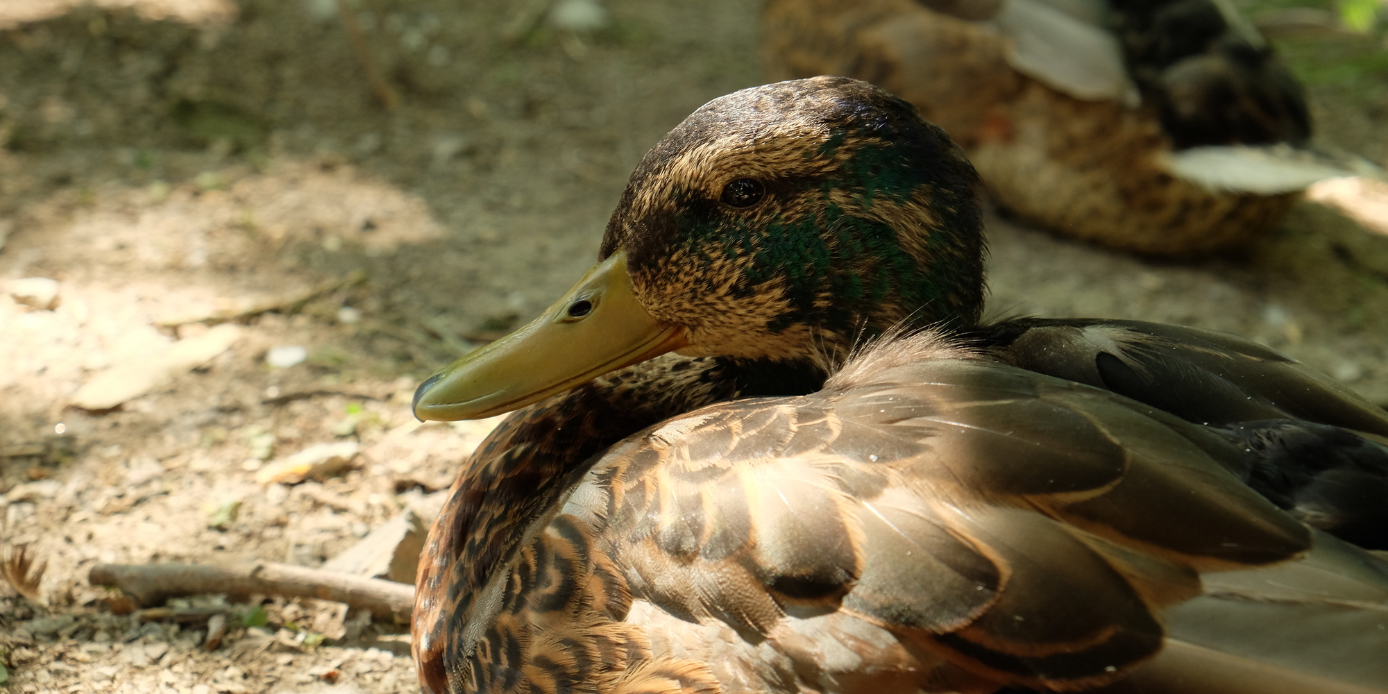 photo "***" tags: nature, 
