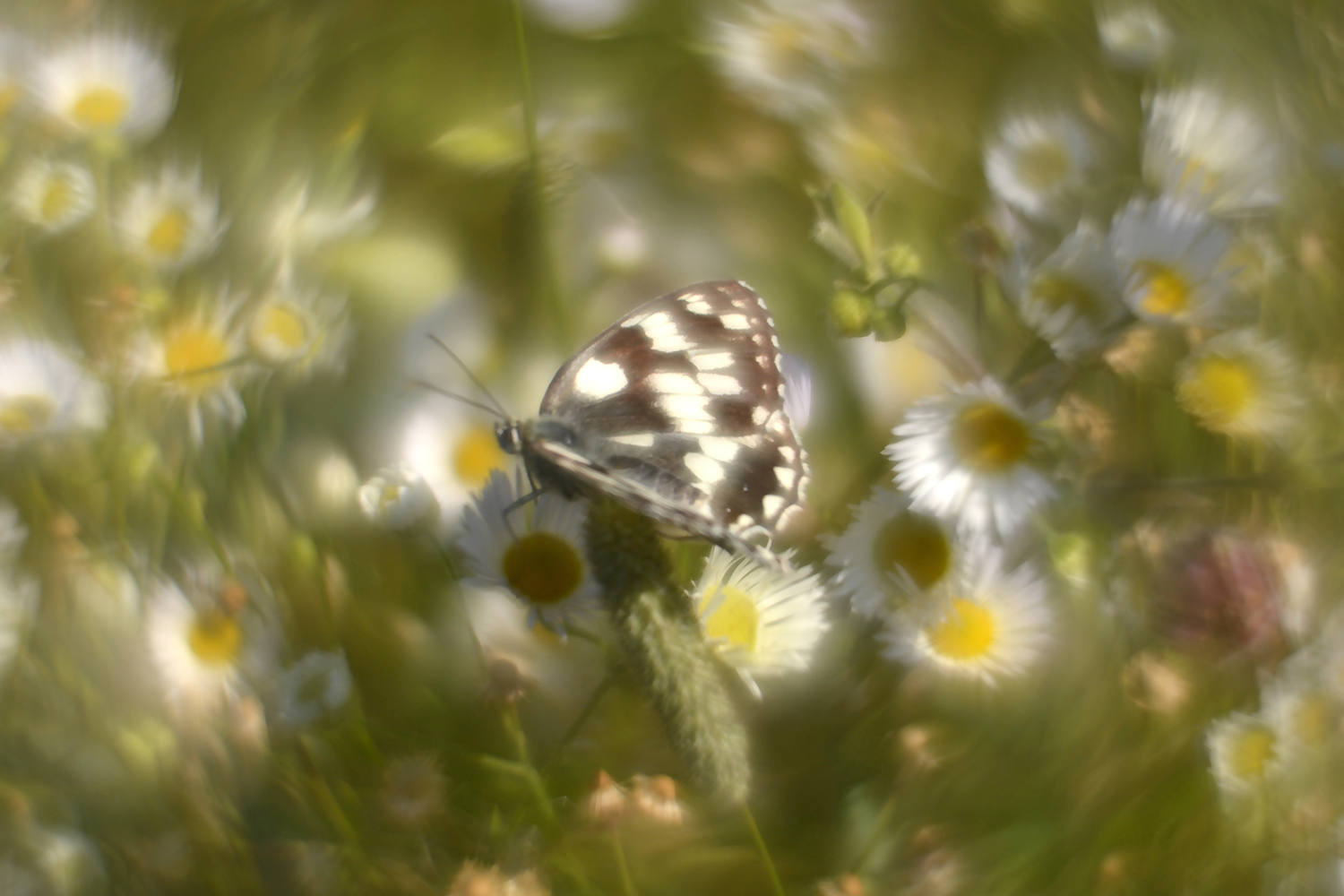photo "***" tags: nature, flowers, summer, бабочки