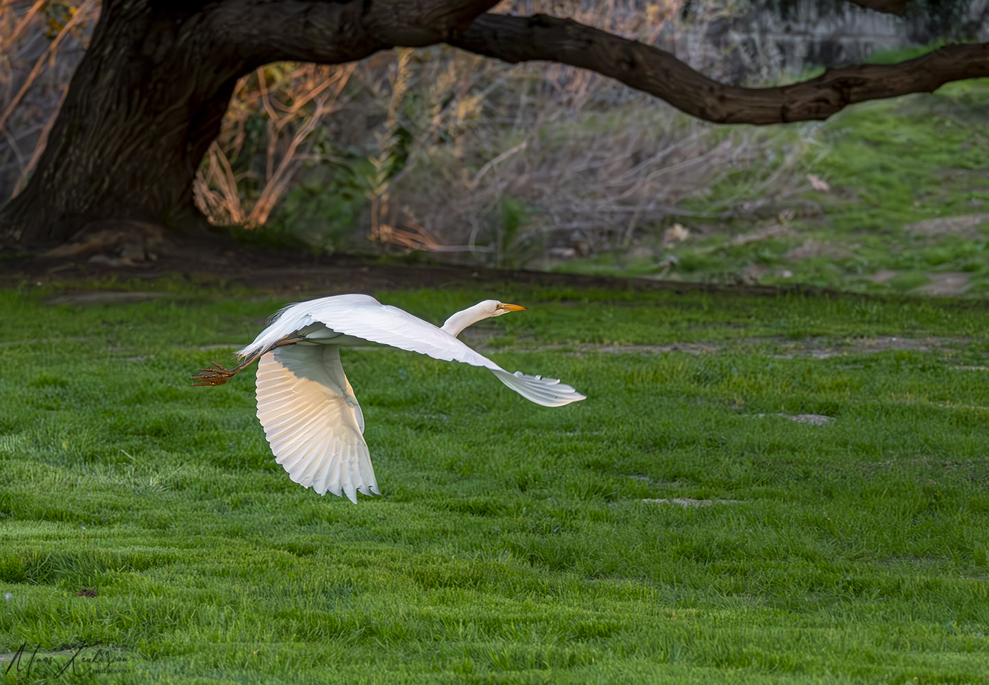 photo "Great Egret" tags: nature, wild animals bird
