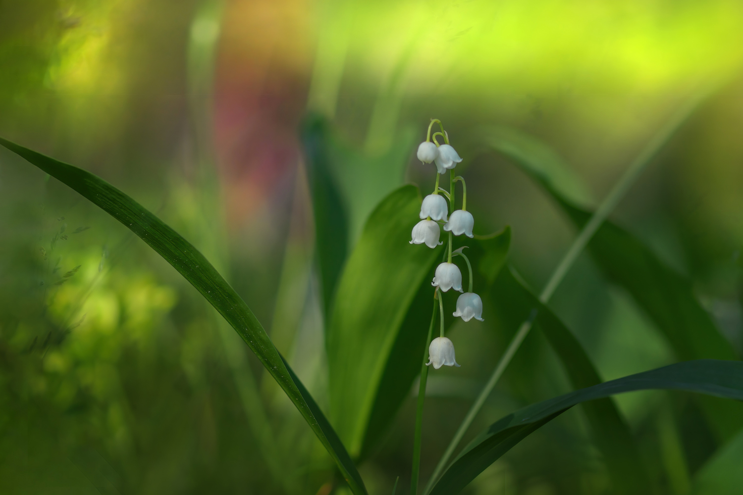 photo "***" tags: macro and close-up, nature, 