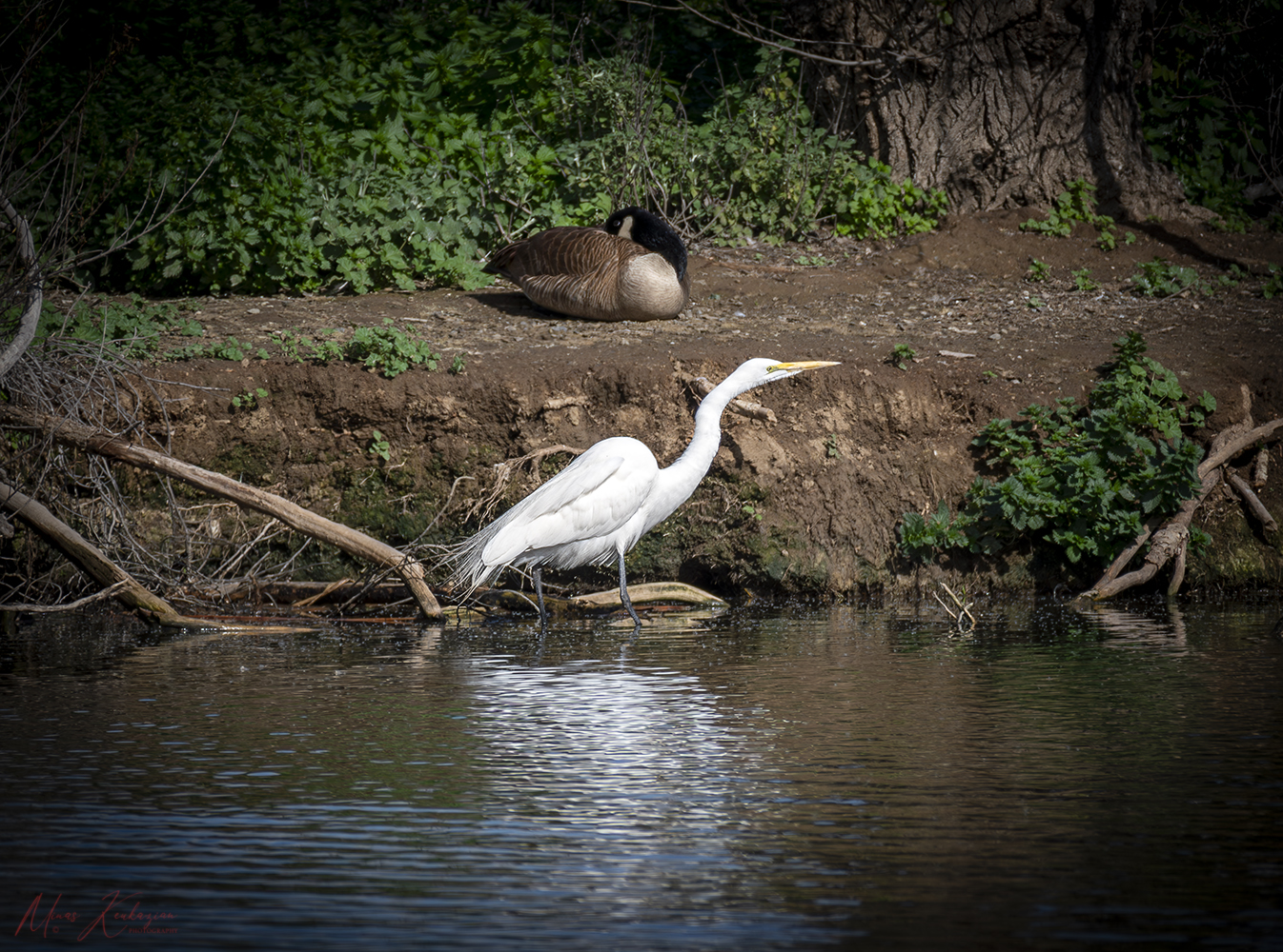 photo "Great Egret" tags: nature, wild animals bird