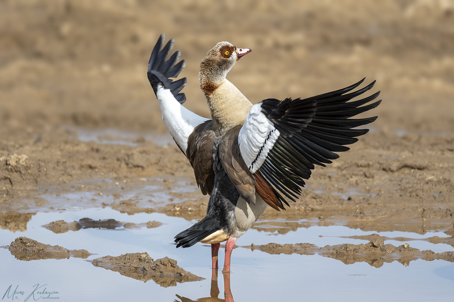 фото "Egyptian goose" метки: природа, путешествия, wild animals bird