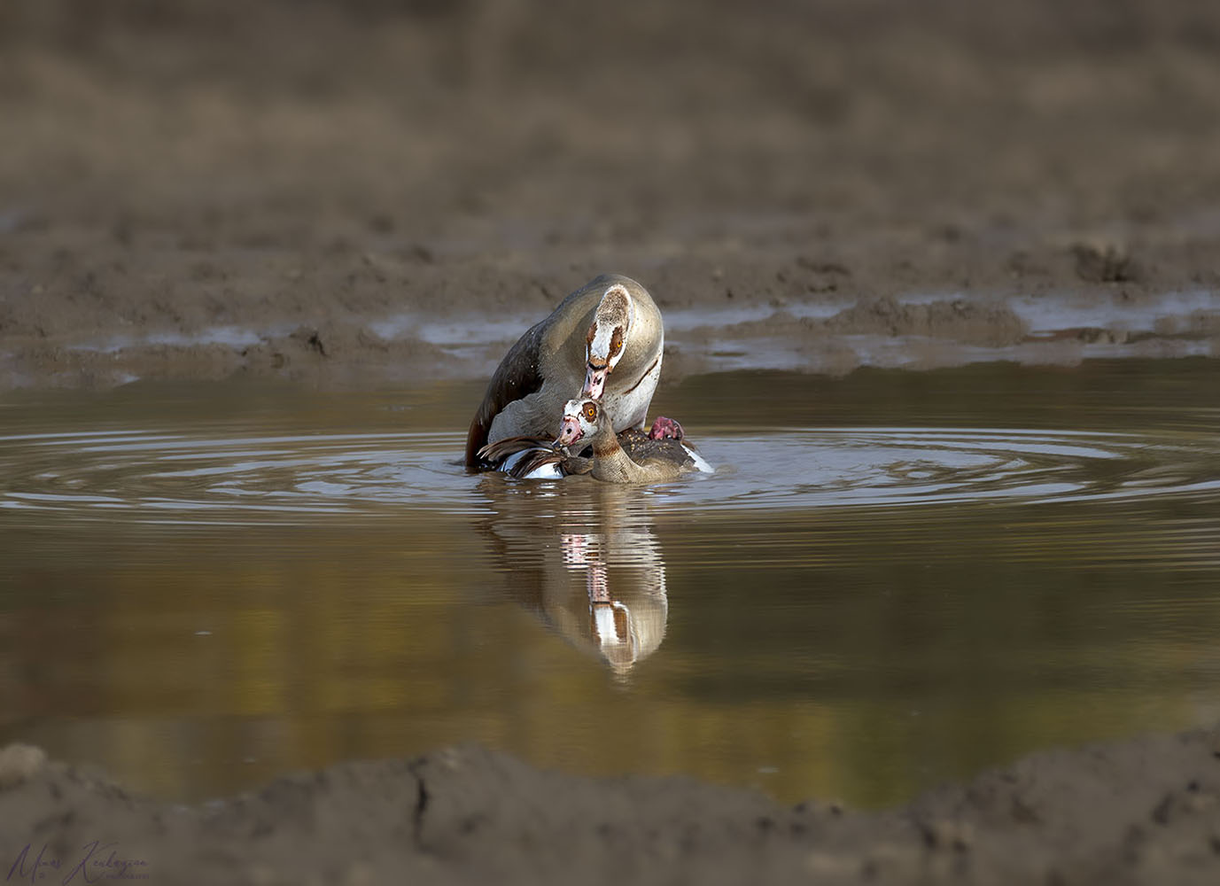 фото "Egyptian goose" метки: природа, wild animals bird