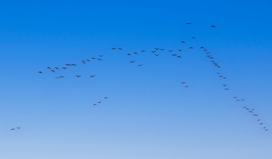 фото "Летят перелетные птицы..." метки: , 