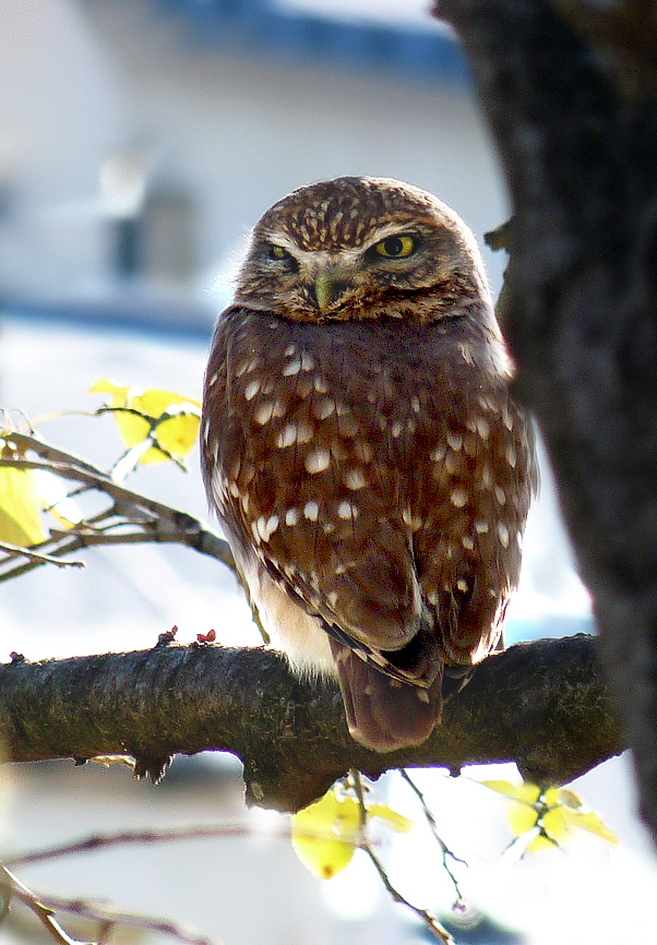 photo "***" tags: macro and close-up, wild animals