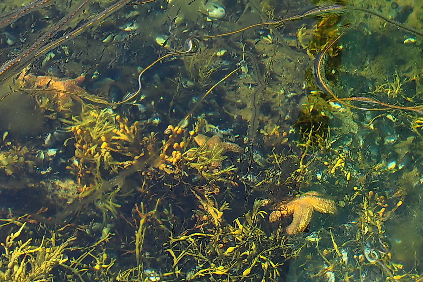 фото "Обитатели дна морского" метки: природа, подводные, разное, 