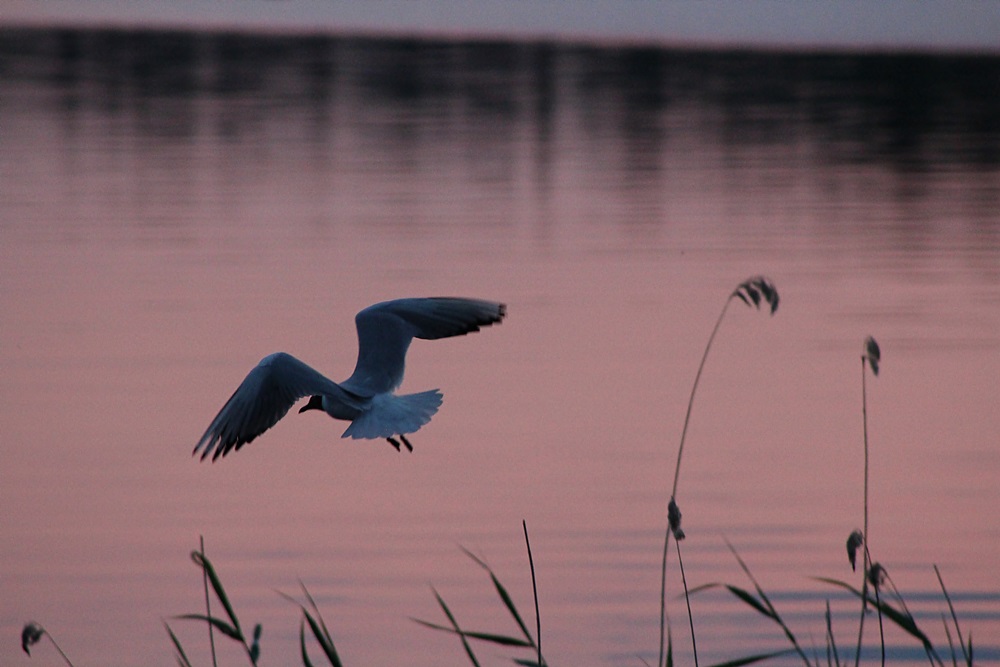 photo "***" tags: nature, summer, sunset, water