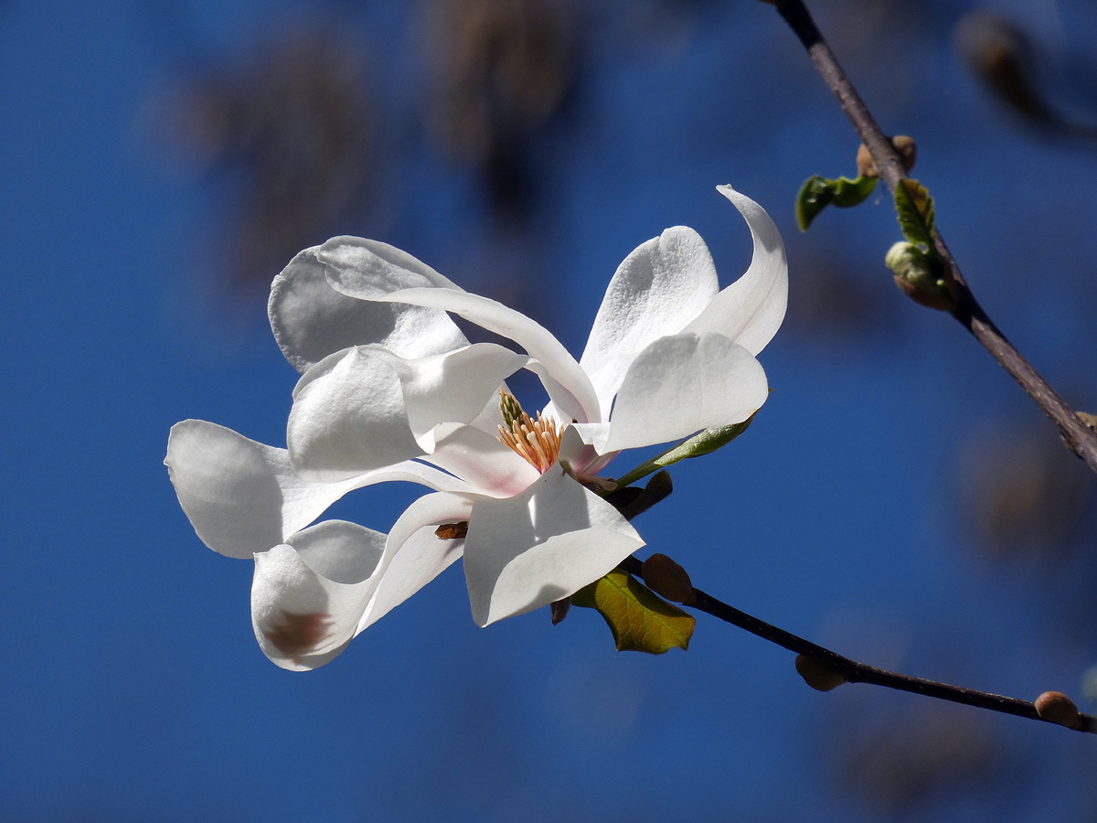 photo "***" tags: macro and close-up, 
