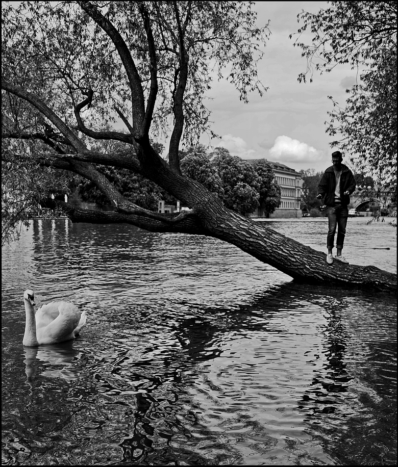 photo "Лебедь и человек" tags: black&white, Prag Prague Praha
