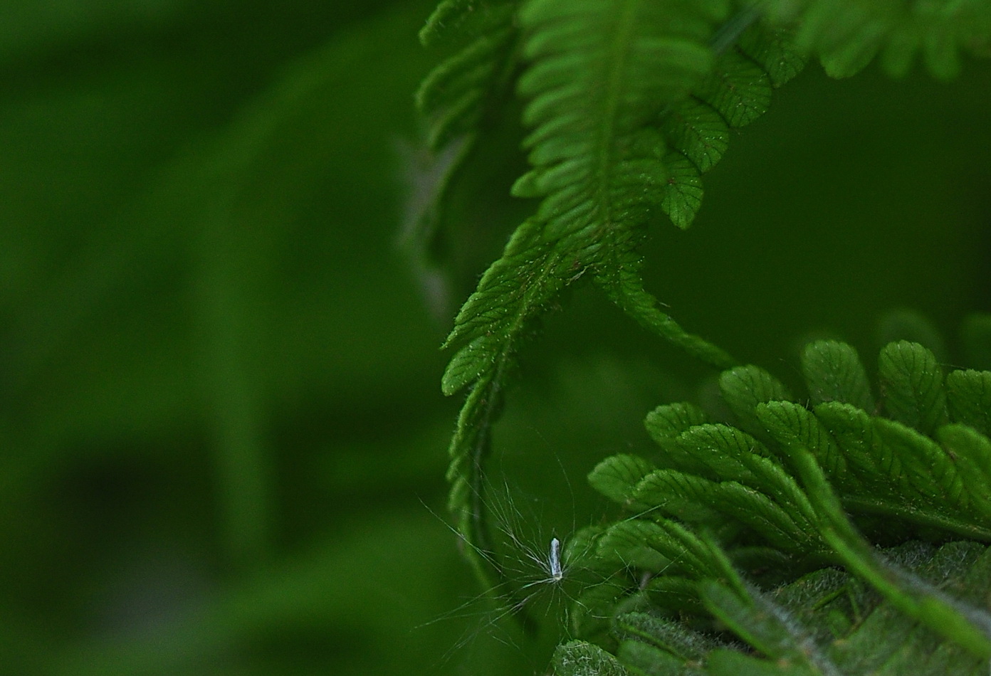 photo "***" tags: macro and close-up, nature, misc., 