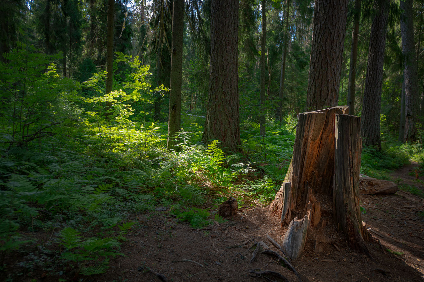 photo "***" tags: landscape, nature, forest, summer, Карельский перешеек, утро.