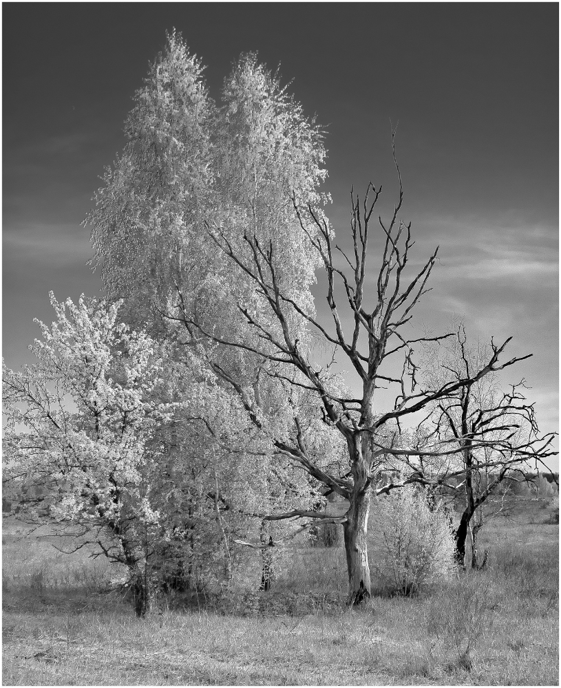 photo "***" tags: nature, black&white, 