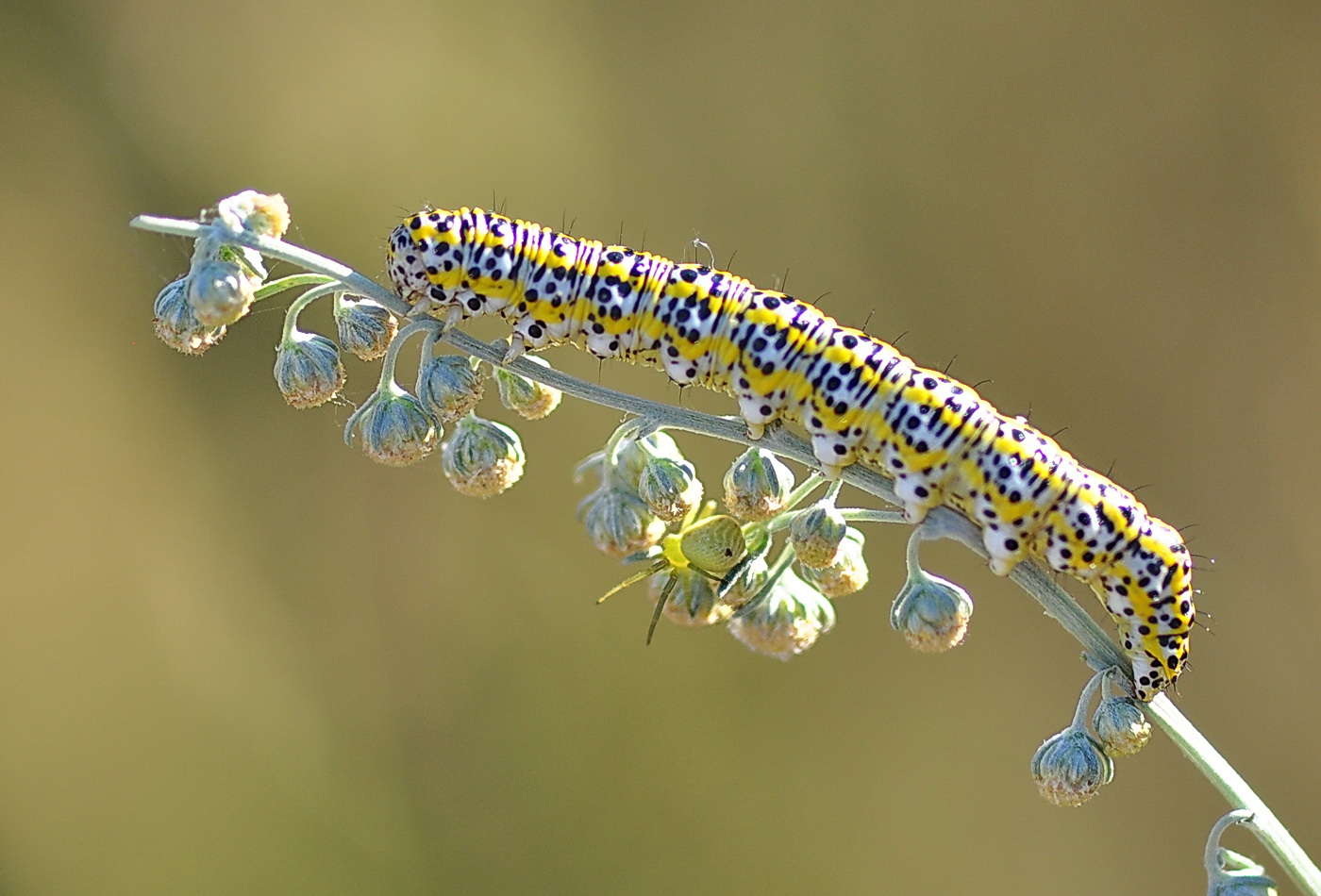 photo "***" tags: macro and close-up, nature, misc., 