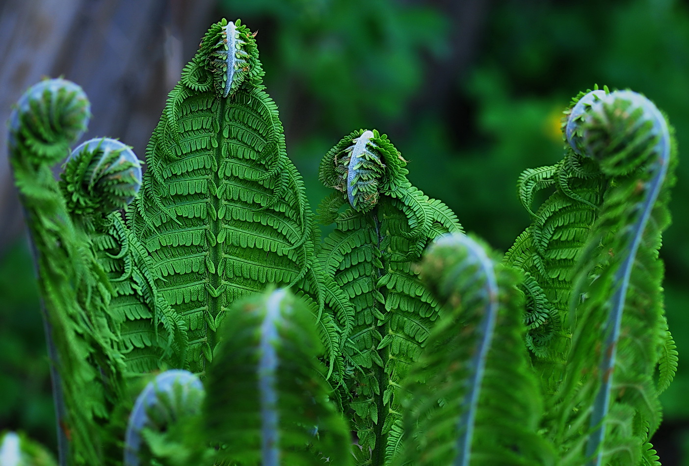 photo "***" tags: macro and close-up, nature, misc., 